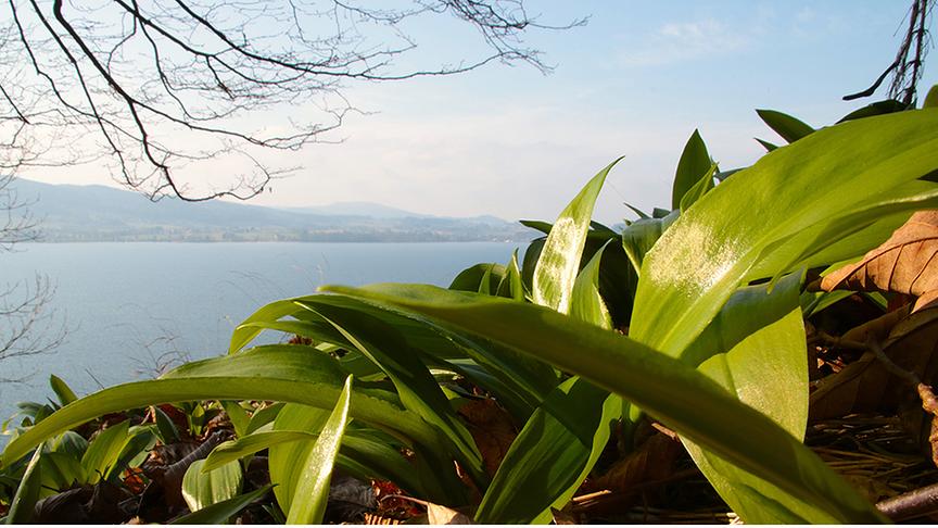 Grüne Bärlauchblätter am Waldboden, im Hintergrund ein Gewässer