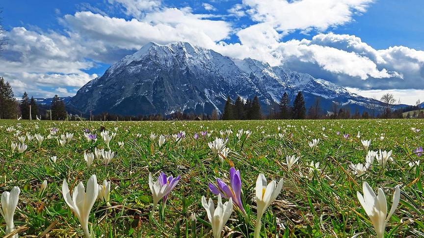 © Hannes Kowatsch Krokuswiese mit Grimming in Tauplitz. (Hannes Kowatsch)