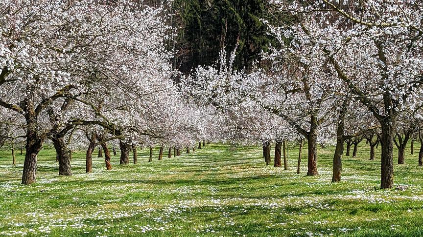 © Herta Kern Der angekündigte Frost lässt wie jedes Jahr die Marillenbauern um ihre Ernte zittern. (Herta Kern)