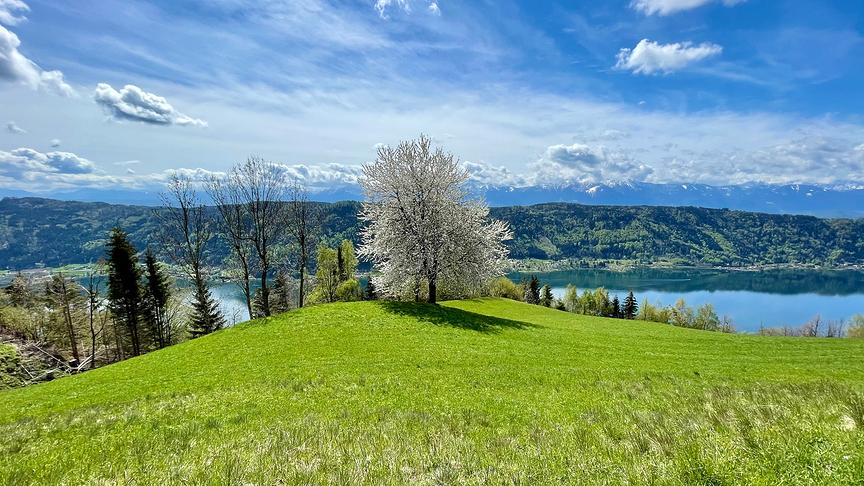 © Nadja Pogrzeba Neben dem Weg beim Abstieg von der Gerlitzen. Ossiachersee im Hintergrund. (Nadja Pogrzeba)