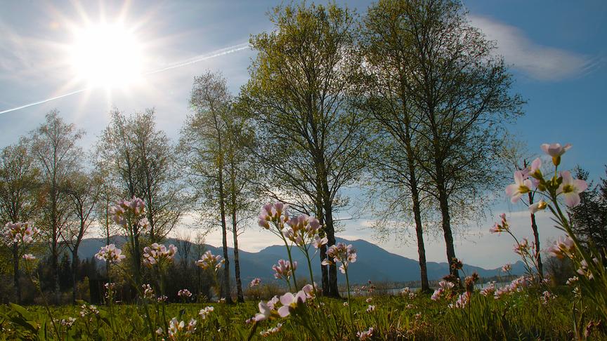 Wiese mit Blumen und einen Allee mit hohen Bäumen. Die Sonne strahlt hoch vom Himmel herunter, die einzelnen Sonnenstrahlen sind zu sehen.