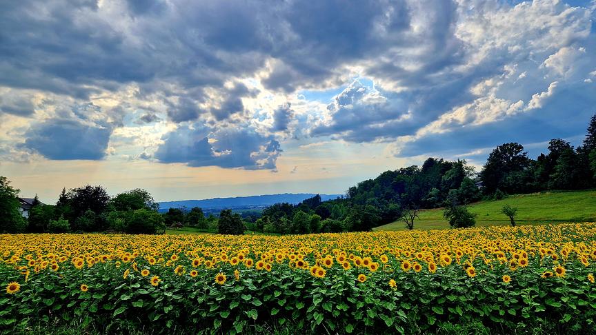 © Josef Eidenberger Sonnenblumenfeld vor dem Wetterumschwung (Josef Eidenberger)