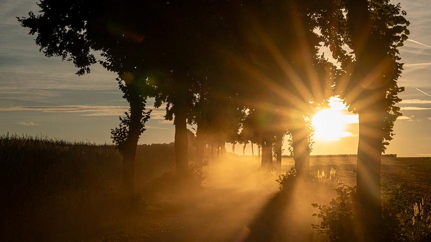 © Markus Pufler Staubentwicklung auf der unbefestigten L 8065, besser bekannt als Speisendorfer Allee. Niederschläge wären dringend notwendig, weniger für diese Straße als für die Natur (Markus Pufler)