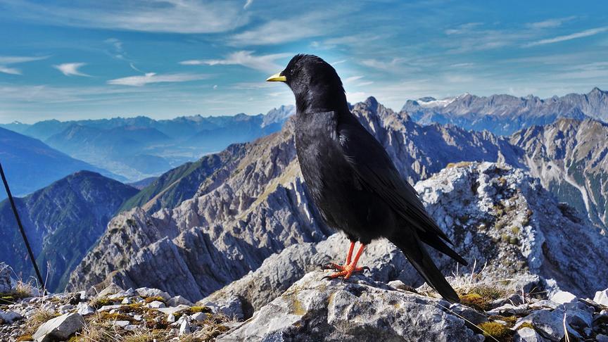 © Martin Strasser Alpendohle auf der Kuhlochspitze im Karwendelgebirge. (Martin Strasser)