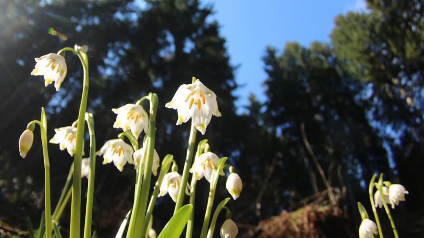 Weiße Blumen werden vom Sonnenlicht angestrahlt, im Hintergrund hohe Bäume und blauer Himmel