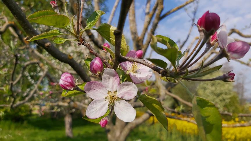 © Franz Zeitlhofer Schöne Blüten vom Golden Delicious. (Franz Zeitlhofer)