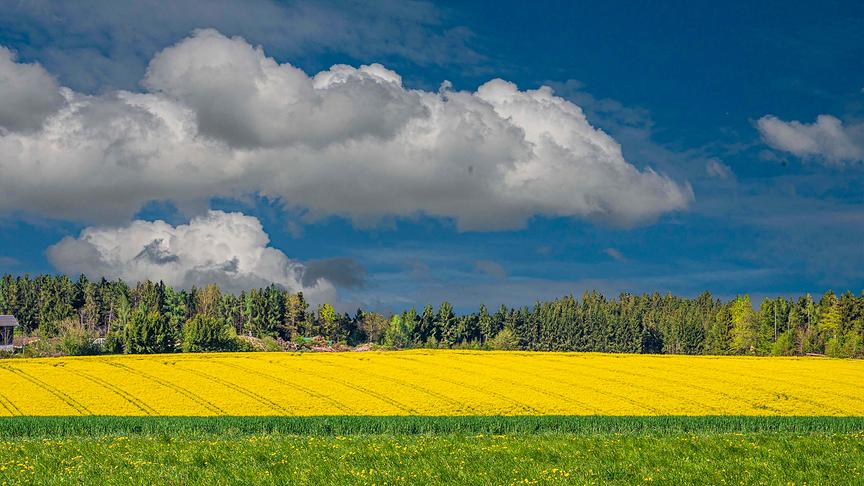 © Max Huemer Rapsfeld mit toller Wolkenstimmung. (Max Huemer)