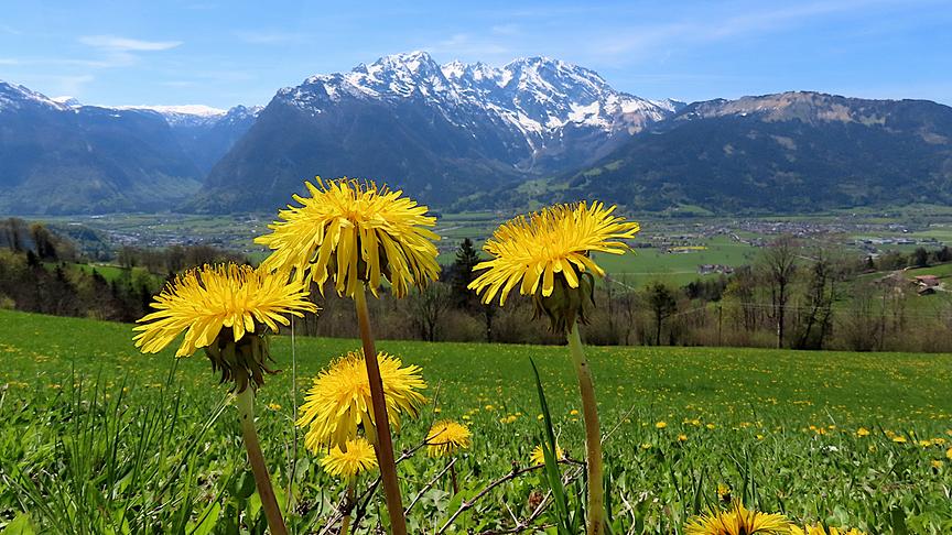 © Marianne Robl Löwenzahn mit Blick auf den Hohen Göll. (Marianne Robl)