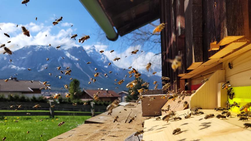 © Peter Steger Bienen schwer beladen mit Pollen bei der Rückkehr in den Stock. (Peter Steger)