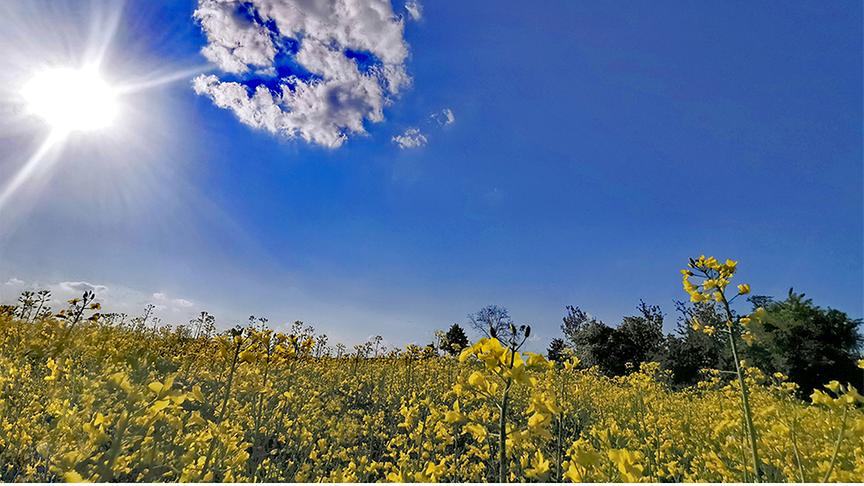 Rapsfeld bei Sonnenschein. Am blauen Himmel ist nur eine Wolke, die einen Kreis formt.