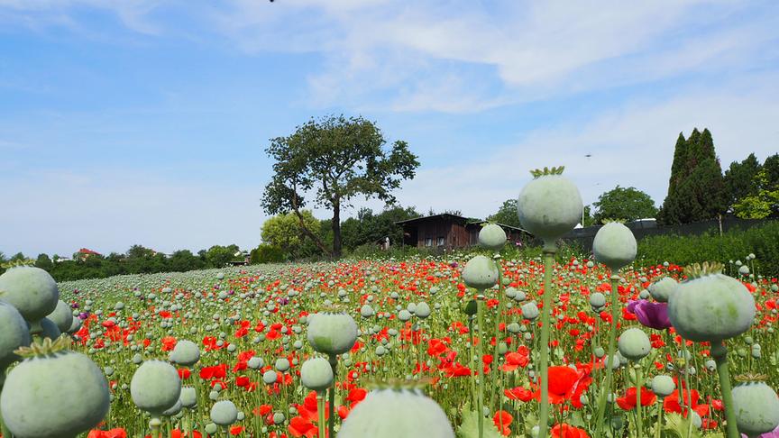 © Christian Hinterbuchner Wunderschöne Mohnblumen in Leonding (Christian Hinterbuchner)