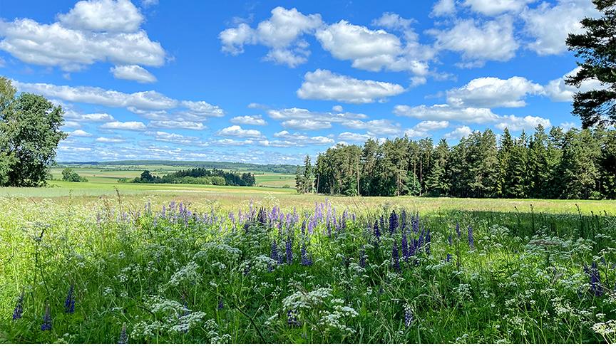 Wild bewachsene Wiese und Wald unter blauem Schönwetterhimmel mit verteilten Wolken.