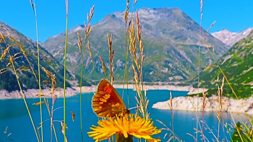 Im Vordergrund ein Schmetterling auf gelber Blüte und einige hohe Grasstängel. Im Hintergrund ein See umgeben von hohen Bergen und darüber strahlend blauer Himmel.