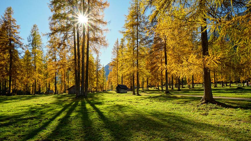 © Annelie Möser Lärchenwiese in den Sextner Dolomiten. (Annelie Möser)