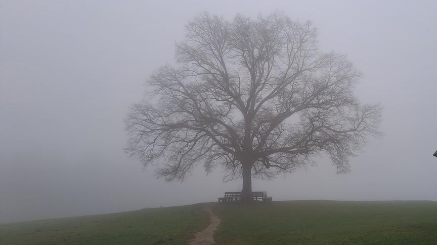 © Markl Heidi Die "Traumbuche" auf Maria Plain. (Markl Heidi)