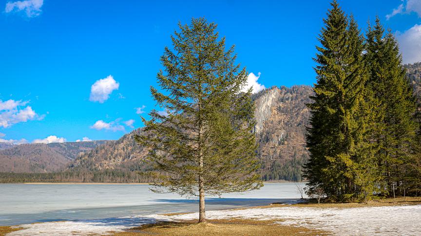 Im der Mitte ein einzelner Baum, umgeben von noch etwas schneebedeckter Wiese trotz stahlend blauem Himmel, im Hintergrund ein gefrorener See und Berge