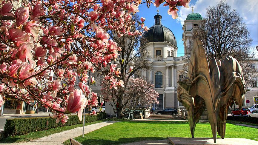 © Emma Sommeregger Auch heuer wieder eine Augenweide: Die herrliche Magnolienblüte am Makartplatz in der Stadt Salzburg. (Emma Sommeregger)