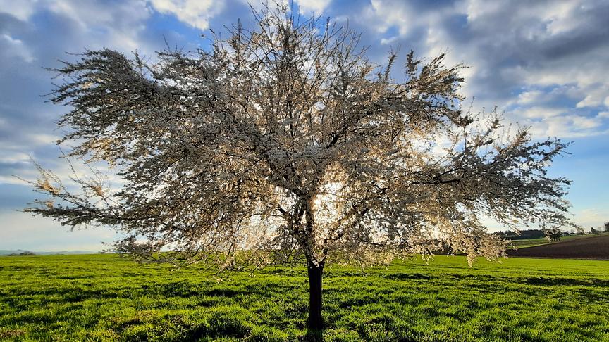 © Andrea Bachleitner Ein blühender Mirabellenbaum in der Abendsonne. (Andrea Bachleitner)