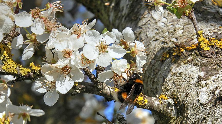 © Emma Sommeregger Ein süsses Hummelchen auf einer Obstbaumblüte in Eugendorf. (Emma Sommeregger)