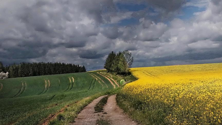 Rapsfeld vor dem Gewitter! (Peter Grill)