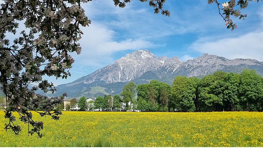 Wiese mit vielen, gelben Blumen, im Hintergrund felsige Berge und blauer, leicht bewölkter Schönwetterhimmel.