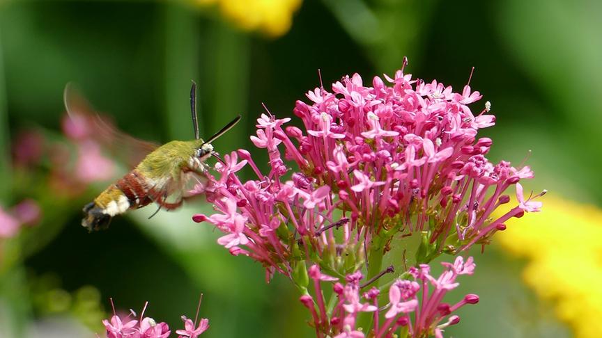 © Erwin Graf Ich denke ein Bienenschwärmer ist hier an der Blume zu sehen. (Erwin Graf)