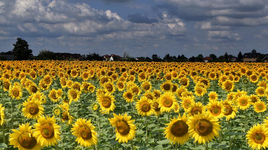 © Reinhard Weigel Sonnenblumenfeld in Gewitterwolken mitten in Braunau am Inn. (Reinhard Weigel)