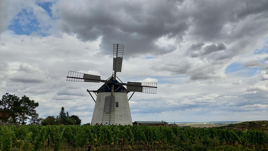 © Veronika Müller-Reinwein Windmühle umgeben von Weinreben bei grauem, bewölktem Himmel.