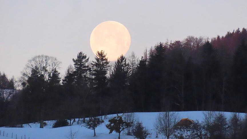 Großer Vollmond hinter Baumwipfeln in der Dämmerung.