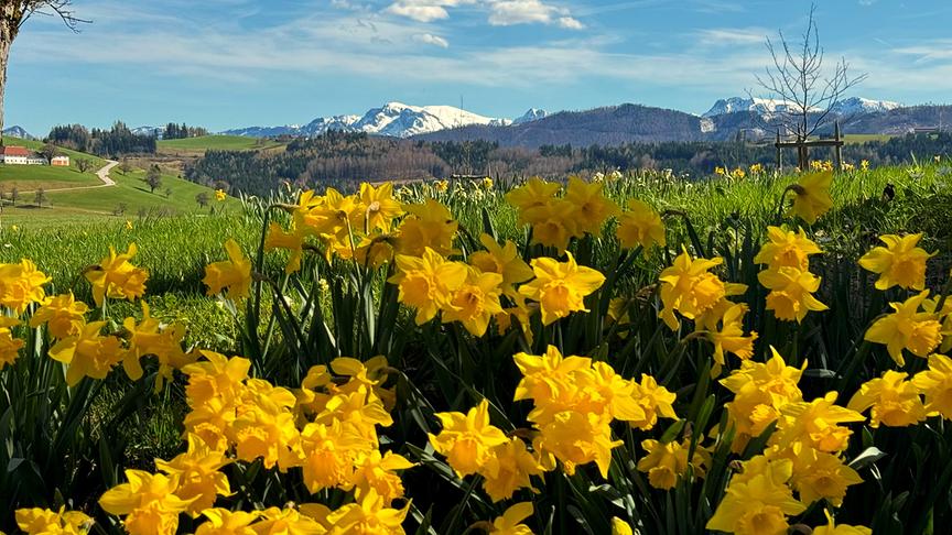 Im Vordergrund: Gelbe, blühende Osterglocken; im Hintergrund: grüne Wiesen, blauer Himmel und noch schneebedeckte Berge
