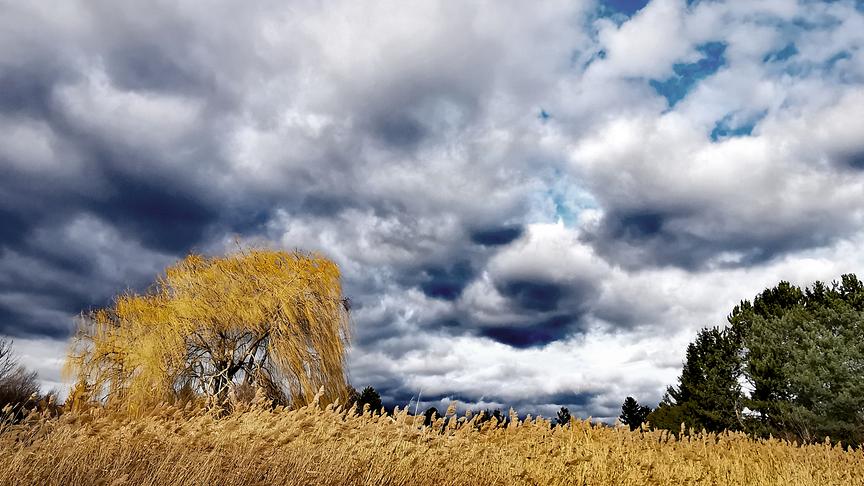 Düstere Wolkenstimmung über einem Getreidefeld.