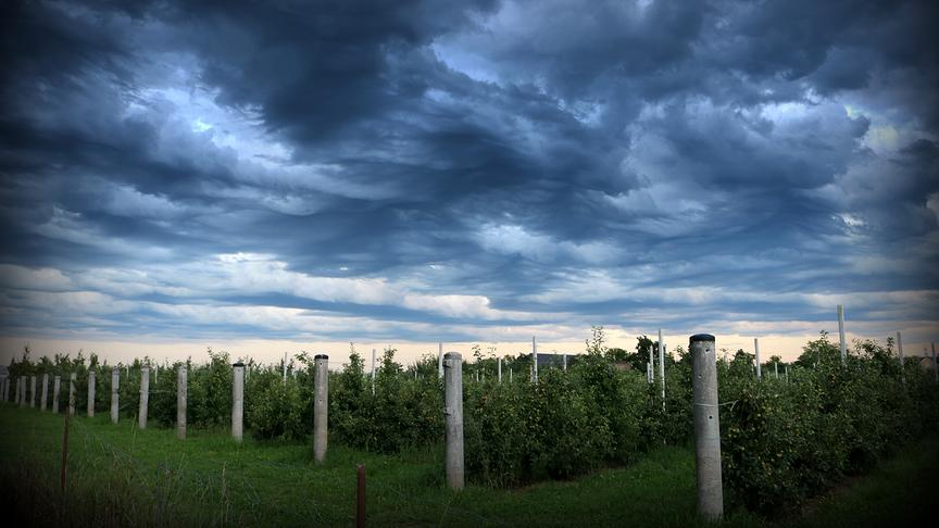© Reinhard Weigel Obstgarten in Gewitterwolken auf einer Obstplantage (Apfelbäume) mitten in Braunau am Inn. (Reinhard Weigel)
