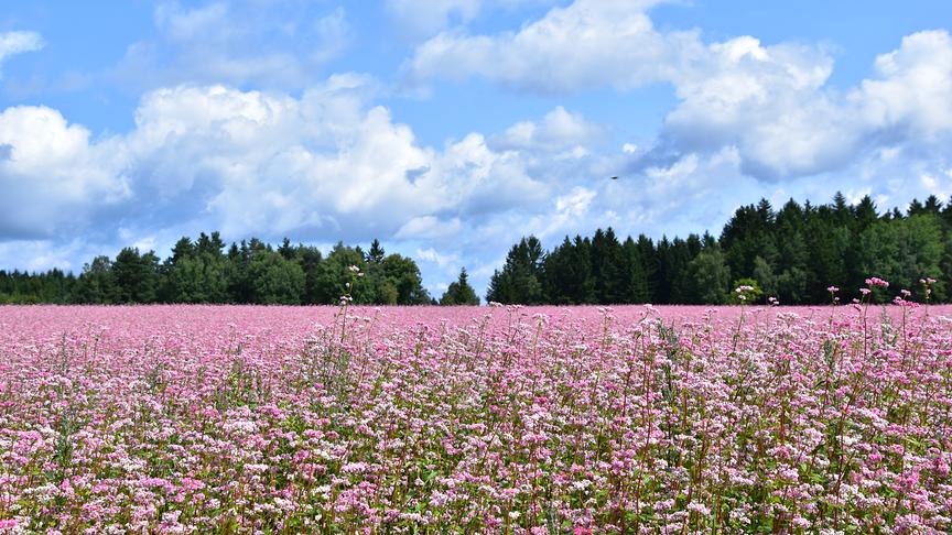 © Renate Neuwirth Blauer Himmel mit flauschigen Wolken über dem in Rosa erstrahlenden Buchweizenfeld (Bromberg bei Grafenschlag). (Renate Neuwirth)
