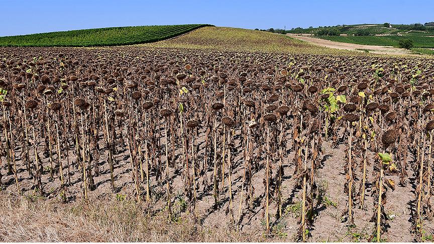Blauer Himmel über einem großen Feld vertrockneter Sonnenblumen.