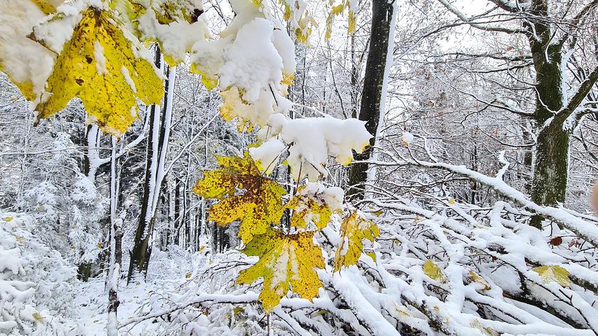 © Doris Stemeseder Der erste Schnee am Buchberg (Flachgau). (Doris Stemeseder)