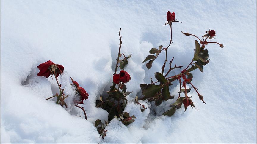 © Kurt Peter Nöhmer Die roten Rosen kämpfen sich in Althofen durch den Schnee. (Kurt Peter Nöhmer)