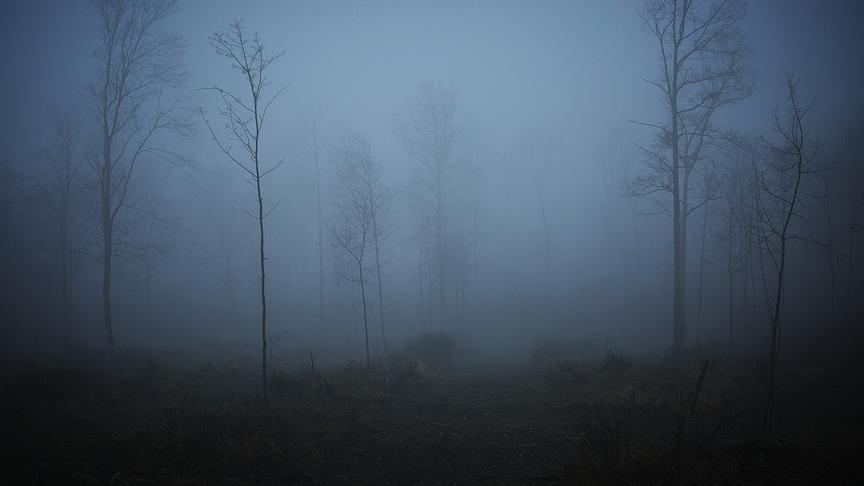 © Reinhard Eiböck Wanderung in den nebeligen Donauauen. (Reinhard Eiböck)