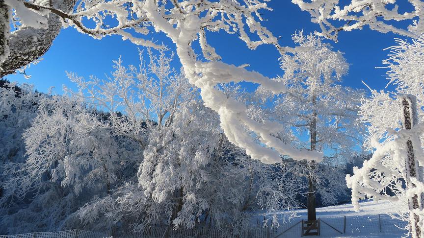 Von Schnee und Eis in weiß gefärbte Bäume