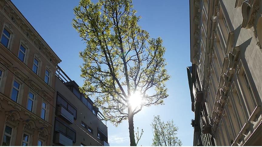 Durch einen Baum, der zwischen Häuserfronten steht, scheint die Sonne vom blauen Himmel