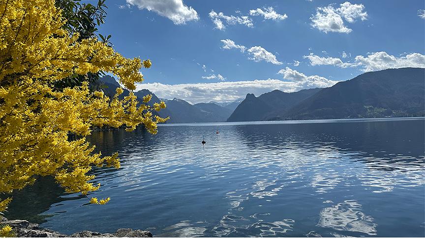 See umgeben mit Bergen und einem gelben Strauch im Vordergrund, der blaue Himmel mit Wolken spiegelt sich auf der Wasseroberfläche