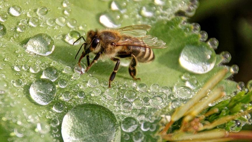 © Emma Sommeregger Heute habe ich im Eugendorfer Schaugarten eine Biene beim Wassertrinken erwischt. Tropfen gibt es ja derzeit genug :-) (Emma Sommeregger)