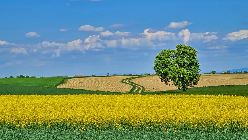 © Alois Stockhammer Rapsfeld, Baum, Weg, Ackerlinien (Alois Stockhammer)