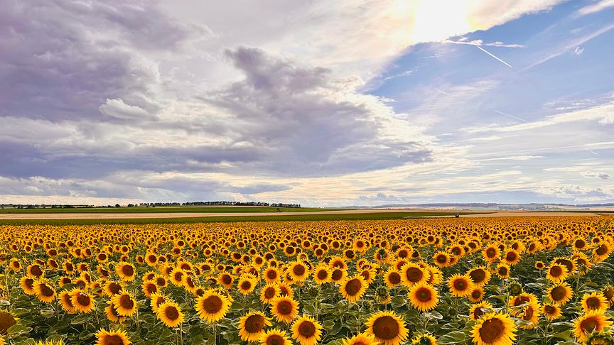 © Isabella Hengl Ein weite, flache Landschaft mit unteschiedlichen Agrarflächen. Im Vordergrund erstreckt sich kunstvoll ein Sonnenblumenfeld, während im Hintergrund Acker und grüne Felder zu sehen sind. Am Horizont sieht man noch etwas Bewaldung und Häuser. Der Himmel ist hell, wenn auch dunstig und bewölkt. Die Sonne erhellt einige Wolken von oben.