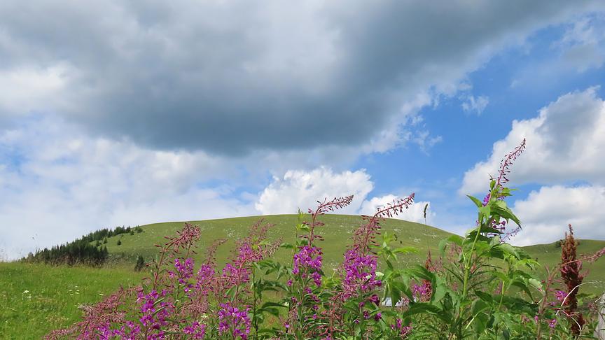 © Marianne Robl Im Vordergund hohe Pflanzen mit lila Blütenständen auf einer Almwiese. Im Hintergrund grüne Hügel mit etwas Bewaldung auf der linken Seite und darüber blauer Himmel mit großen bauschigen Wolken, die den großteil davon verdecken.