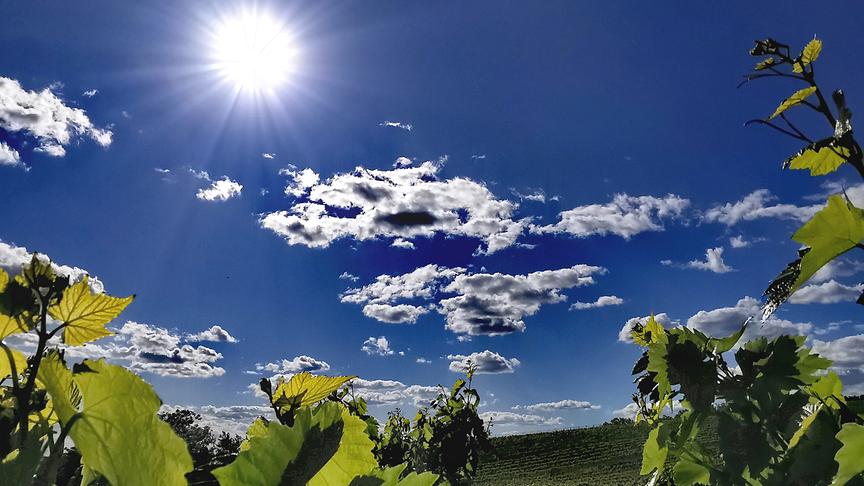 © Gerti Portisch Gegenlicht in den Weinbergen Kleinhadersdorfs. (Gerti Portisch)