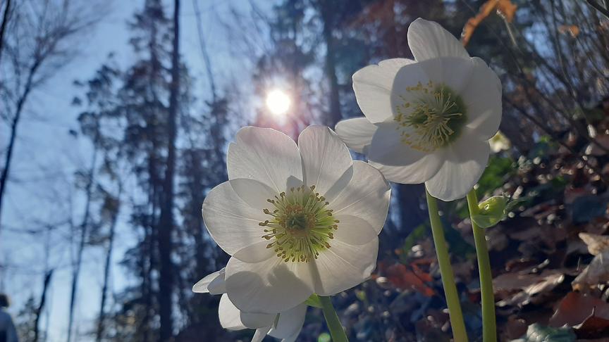 Schneerosen im Wald, im Hintregrund scheint die Sonne durch Bäume