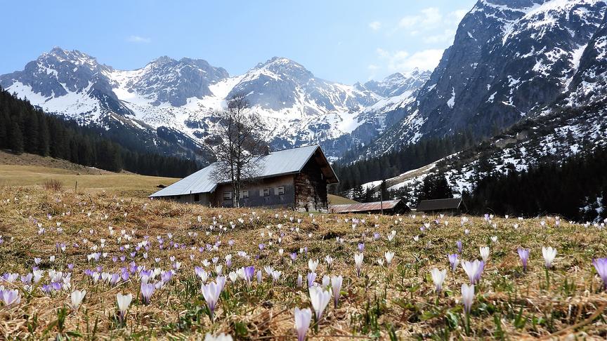 © Hans ter Braak Auch auf 1300m immer mehr Frühling (Kleinwalsertal). (Hans ter Braak)