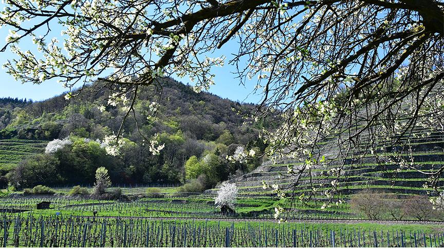 Grüne Weinberge mit blauem Himmel und im Vordergrund weiß-blühendem Baum