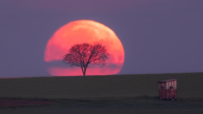 © Heidi Schwartz-Zimmermann Monduntergang hinter einem Baum. Zuerst (gegen 4:30) war noch eine Wolkenfront vorhanden, die sich gerade noch rechtzeitig aufgelöst hat. (Heidi Schwartz-Zimmermann)