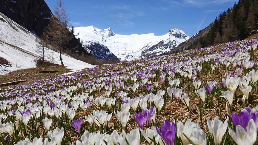 © Annelie Möser Krokusse mit Blick auf den Großvenediger. (Annelie Möser)